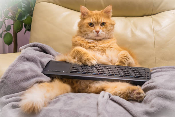 PetCity