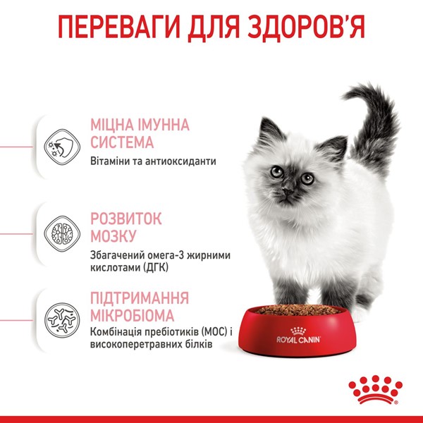 Kitten (2kg)