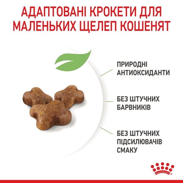 Kitten (2kg)