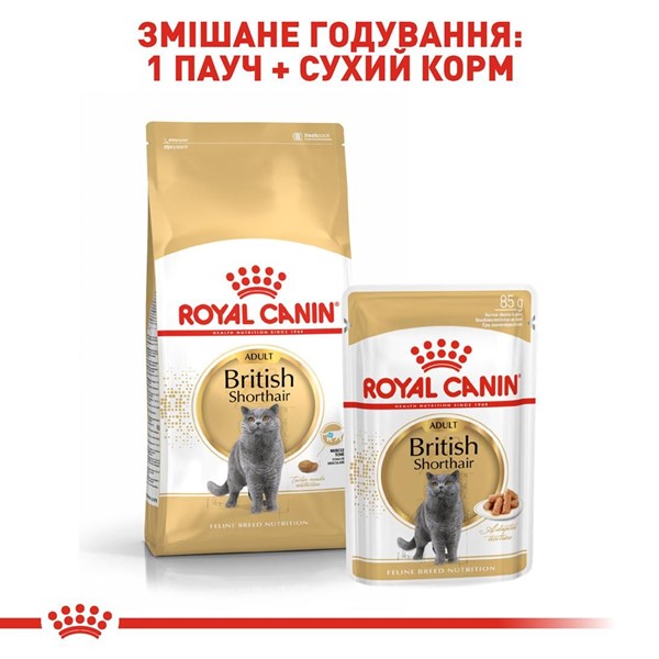 British Shorthair Adult (4kg)