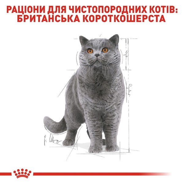 British Shorthair Adult (4kg)
