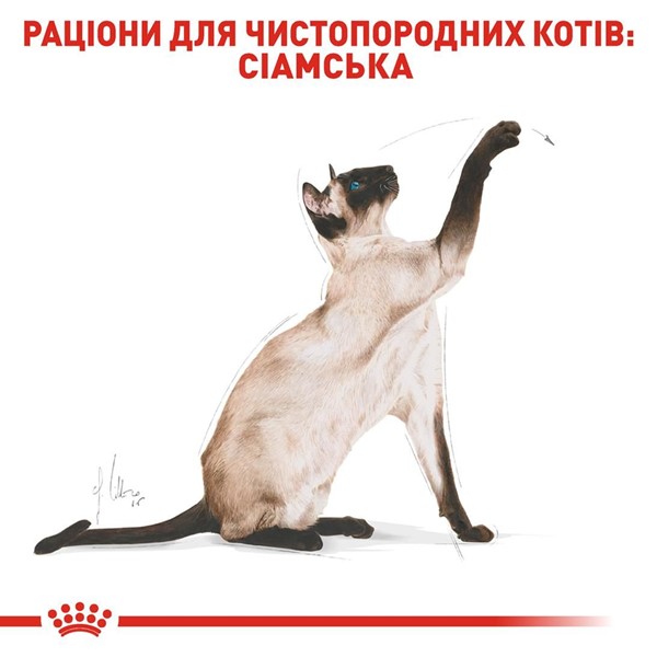 Siamese Adult (10kg)