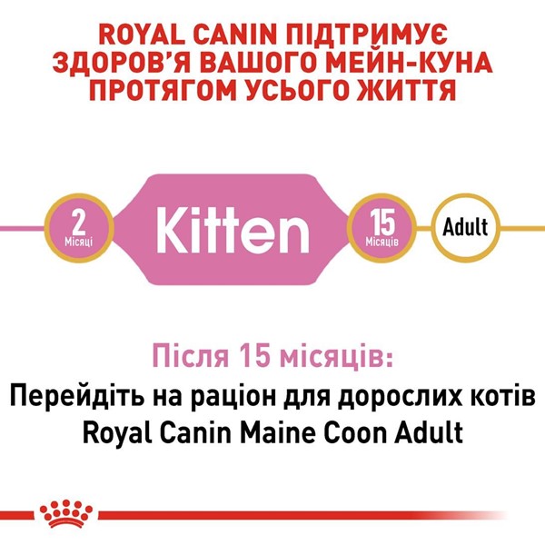 Maine Coon Kitten (2kg)