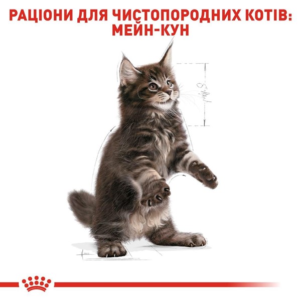 Maine Coon Kitten (2kg)