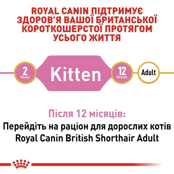 British Shorthair Kitten (400g)