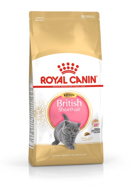 British Shorthair Kitten (2kg)
