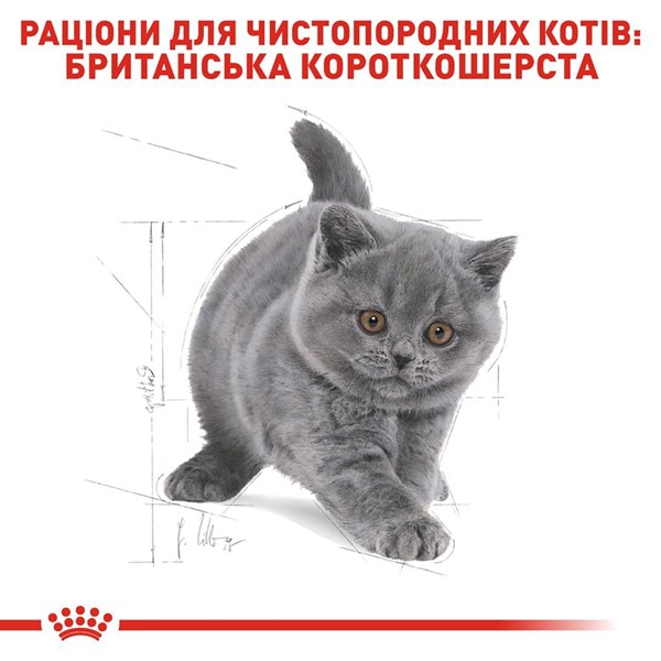 British Shorthair Kitten (2kg)