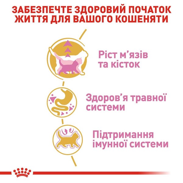 British Shorthair Kitten (2kg)