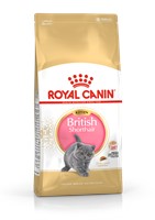 British Shorthair Kitten (2kg)