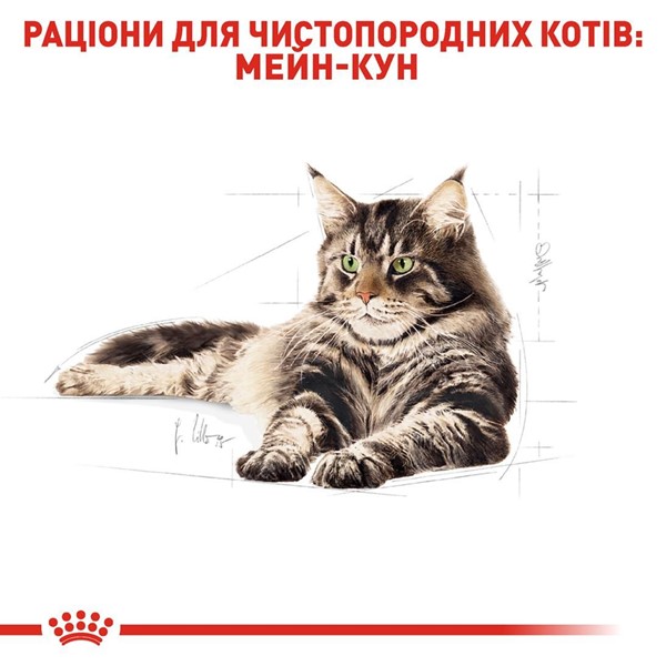 Maine Coon Adult (4kg)