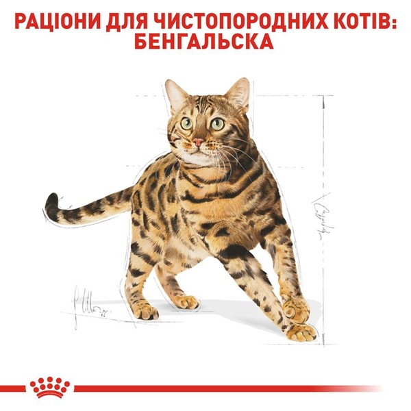 Bengal Adult (2kg)