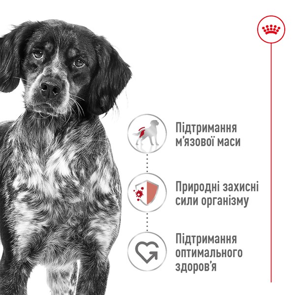 Medium Adult (15kg)