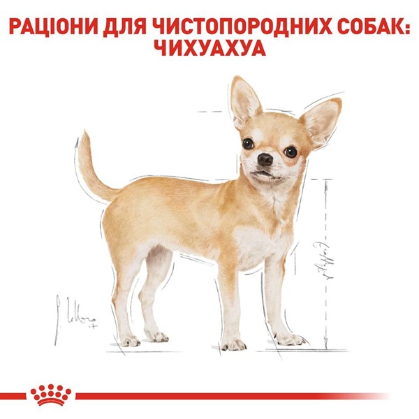 Chihuahua Adult (500g)
