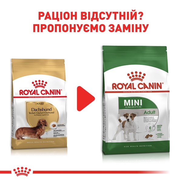 Dachshund adult (1.5kg)