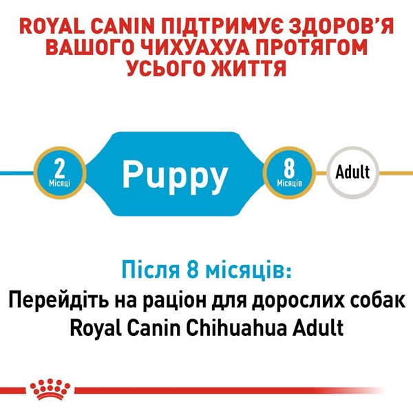 Chihuahua Puppy (1.5kg)