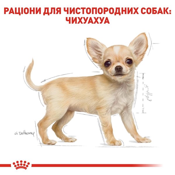 Chihuahua Puppy (1.5kg)