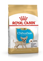 Chihuahua Puppy (1.5kg)