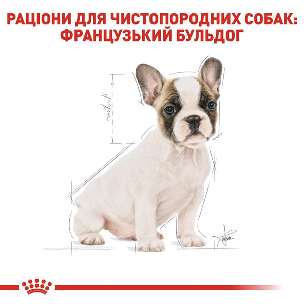 French Bulldog Puppy (10kg)