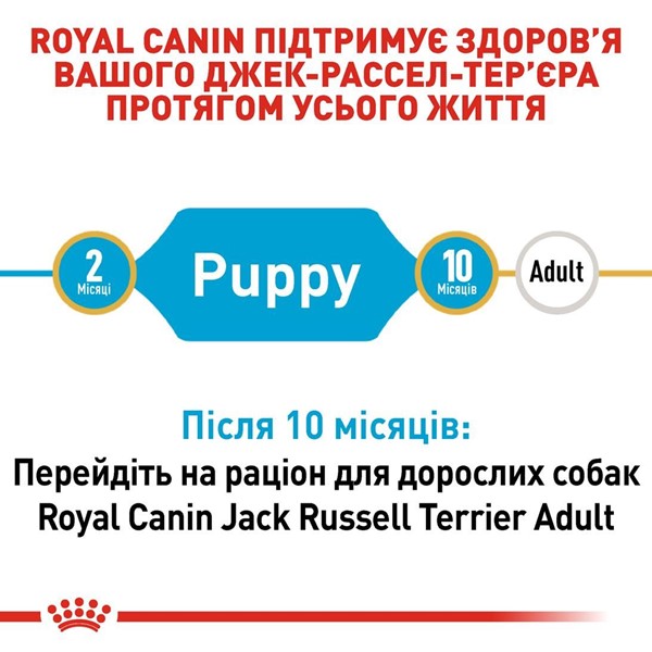 Jack Russell Terrier Puppy (3kg)