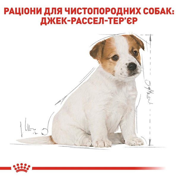 Jack Russell Terrier Puppy (3kg)