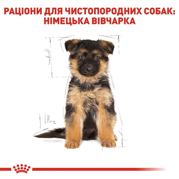 German Shepherd Puppy (3kg)