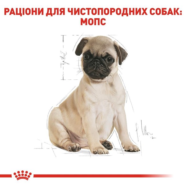 Pug Puppy (1.5kg)