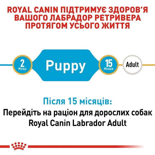 Labrador Retriever Puppy (3kg)