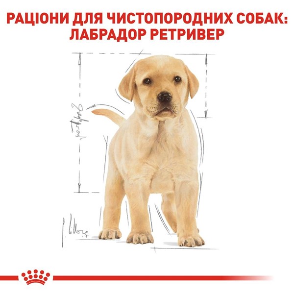 Labrador Retriever Puppy (3kg)