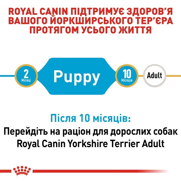 Yorkshire Terrier Puppy (500g)