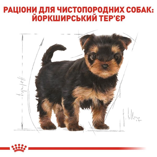 Yorkshire Terrier Puppy (500g)