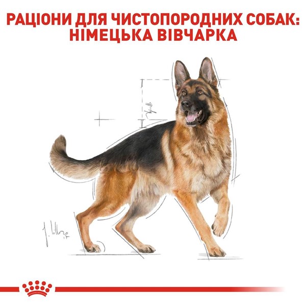German Shepherd Adult (11kg)