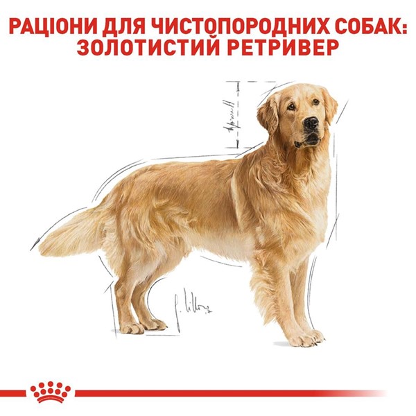 Golden Retriever Adult (3kg)