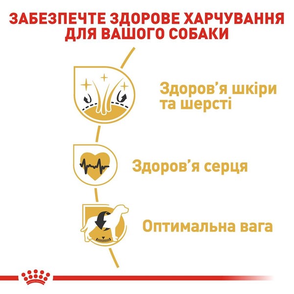 Golden Retriever Adult (3kg)