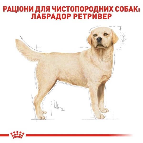 Labrador Retriever Adult (3kg)