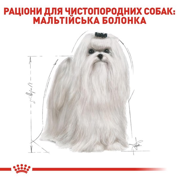 Maltese Adult (500g)
