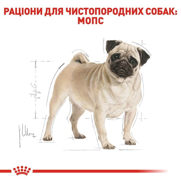 Pug Adult (7.5kg)
