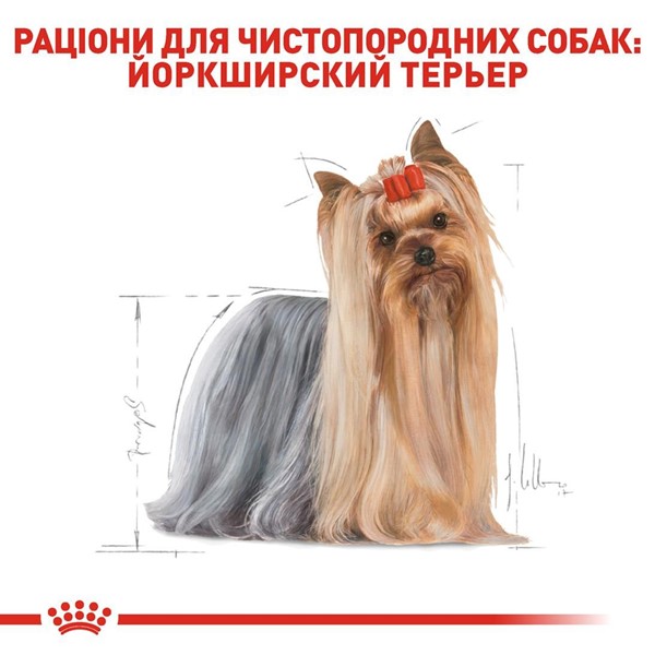 Yorkshire Terrier Adult (500g)