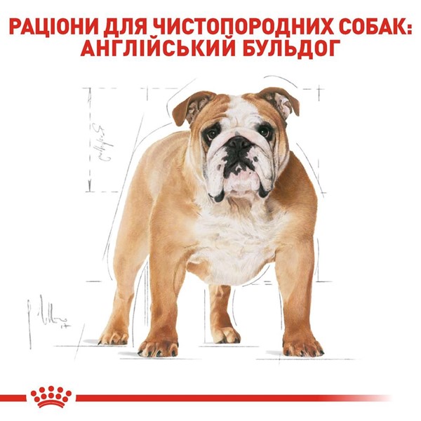 Bulldog Adult (12kg)