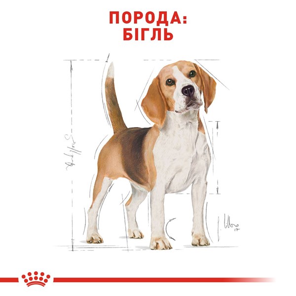 Beagle Adult (3kg)